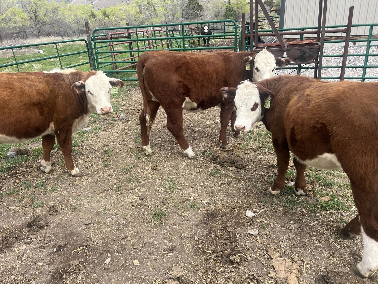 Yearling Hereford Heifers