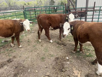 Yearling Hereford Heifers