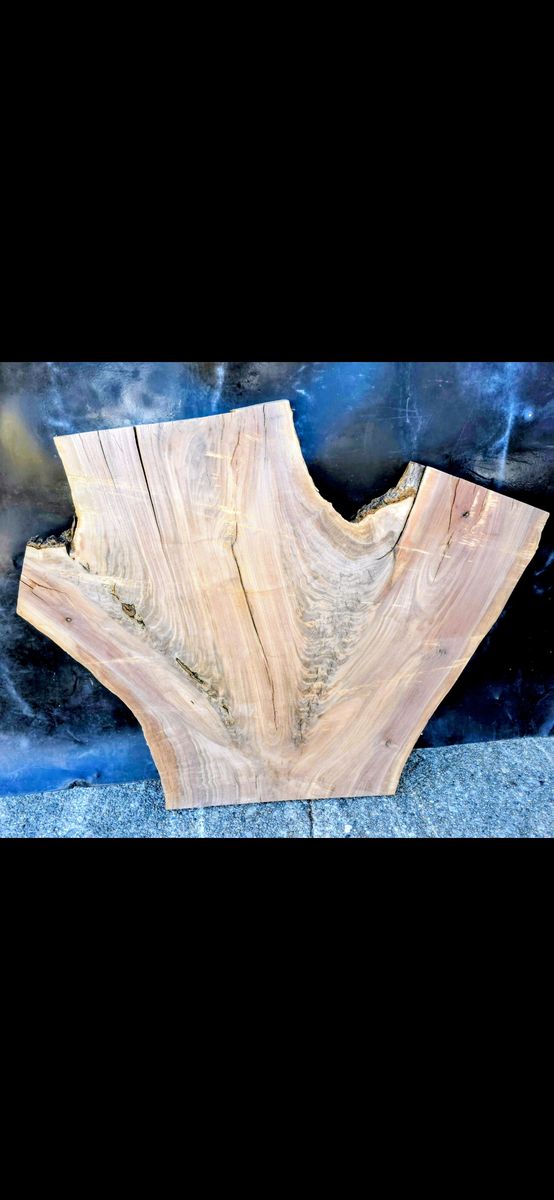 Beautiful Live edge, black walnut wood slab crotch.