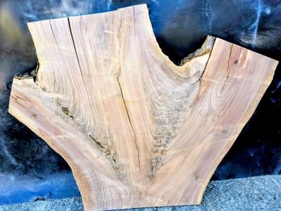 Beautiful Live edge, black walnut wood slab crotch.