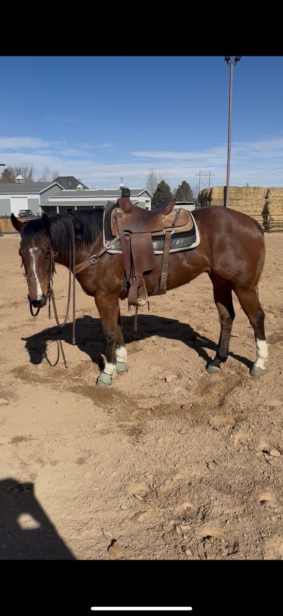 2018 Gelding