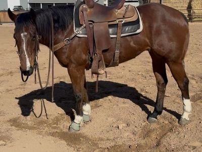 2018 Gelding