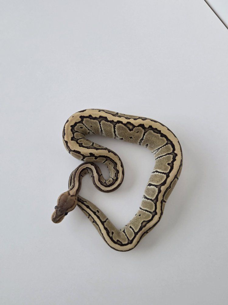 Main image 3