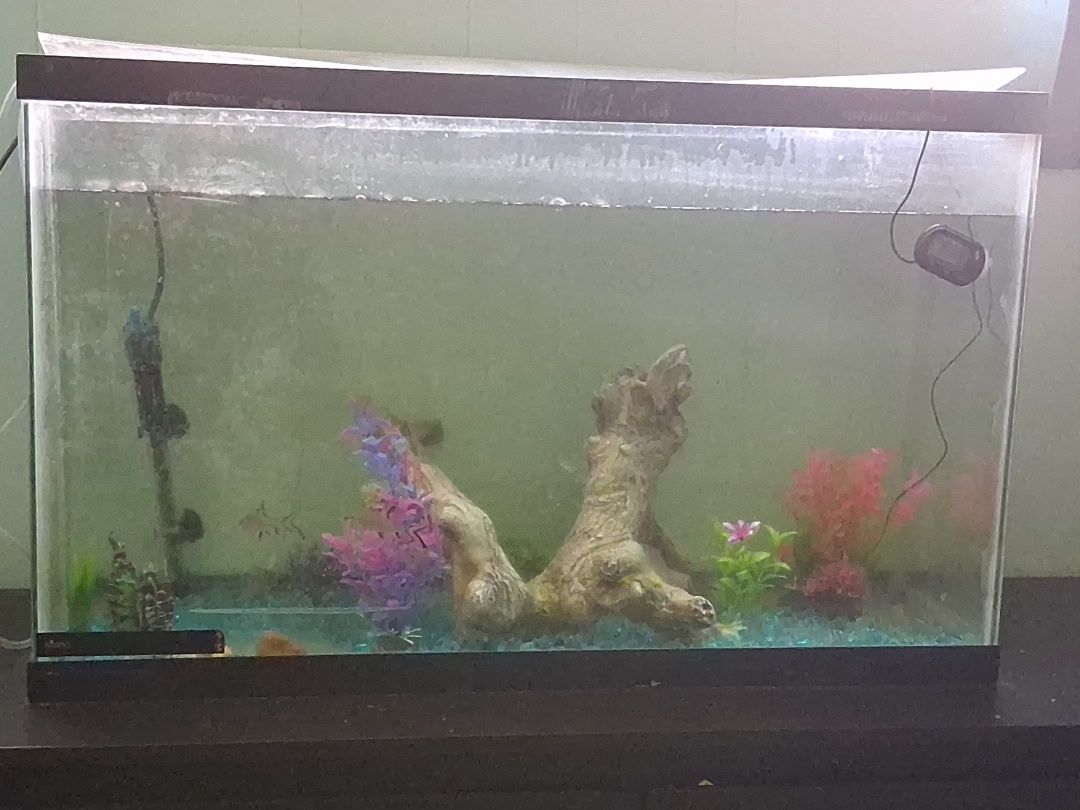 30 Gallon fish tank with supplies