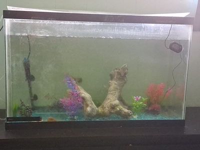 30 Gallon fish tank with supplies