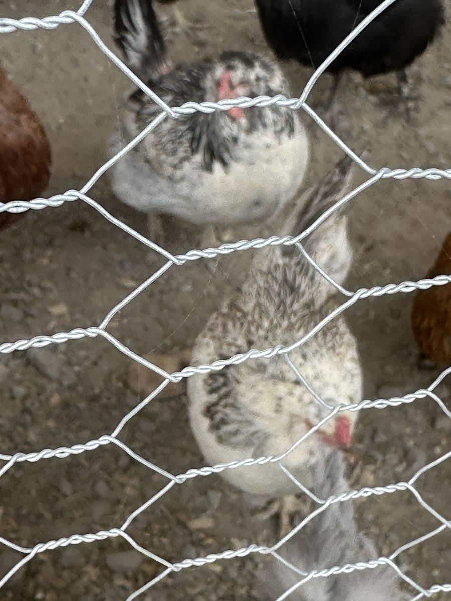 2 Easter egger hens