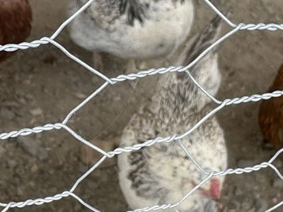 2 Easter egger hens