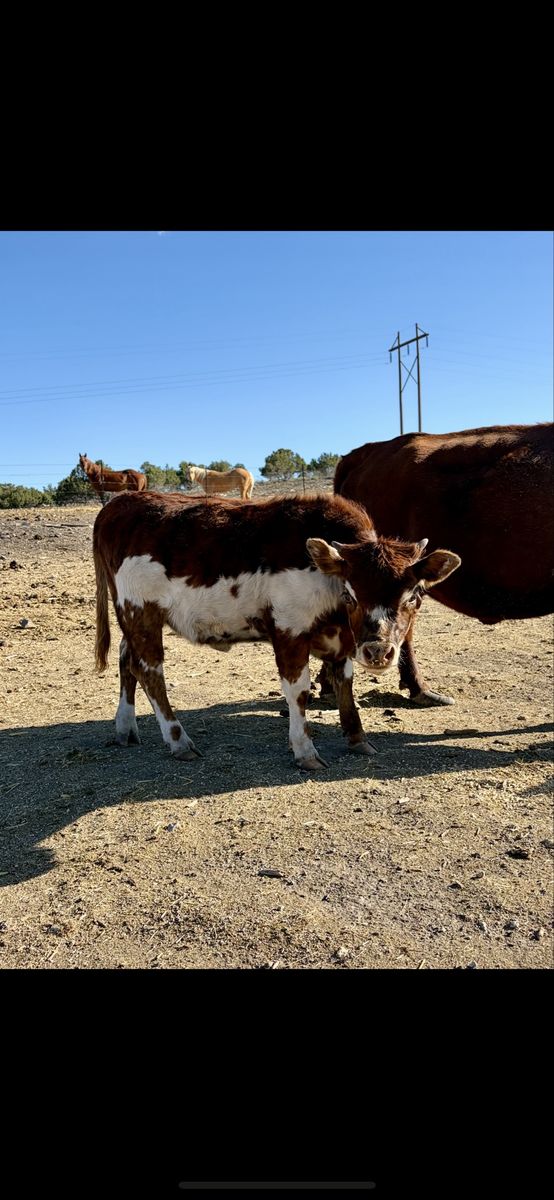 Mini Dexter Cow & Heifer Calf Pair - Halter Broke, Gentle, Exposed to Dexter Bull