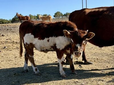 Mini Dexter Cow & Heifer Calf Pair - Halter Broke, Gentle, Exposed to Dexter Bull