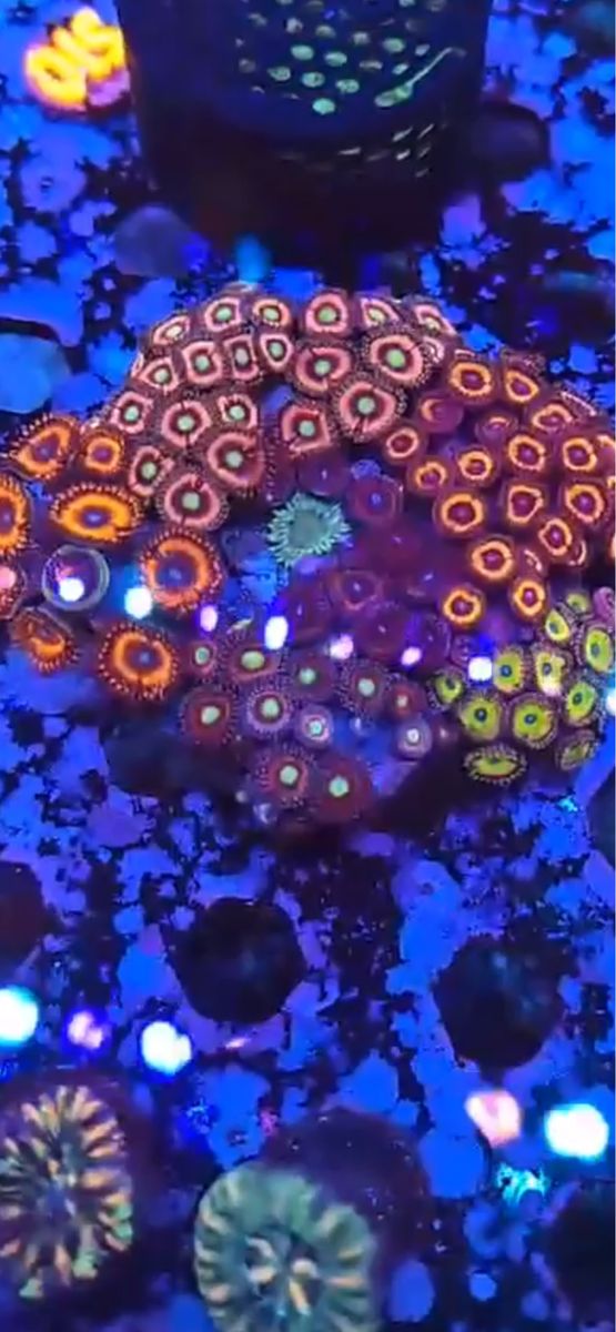 Ultra Zoa Colony.