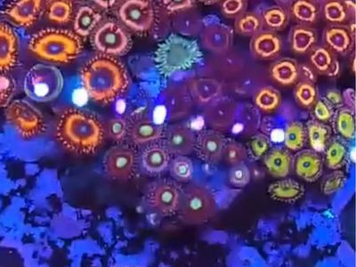 Ultra Zoa Colony.