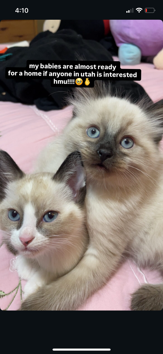 MIXED RAGDOLL SIAMESE KITTENS/ 2-3 months old
