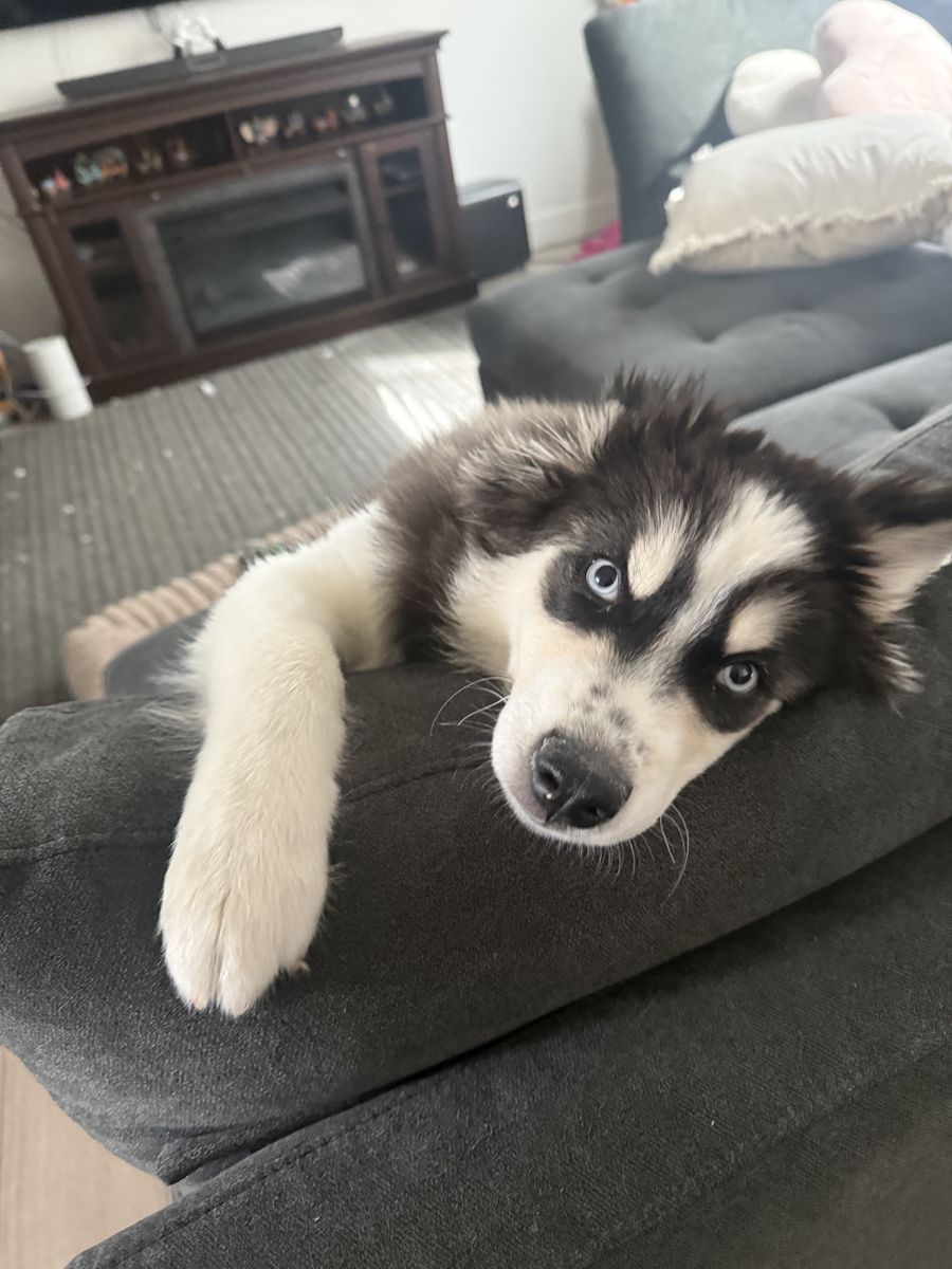 Beautiful Husky Puppy