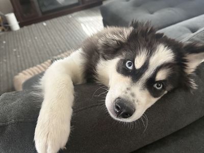 Beautiful Husky Puppy