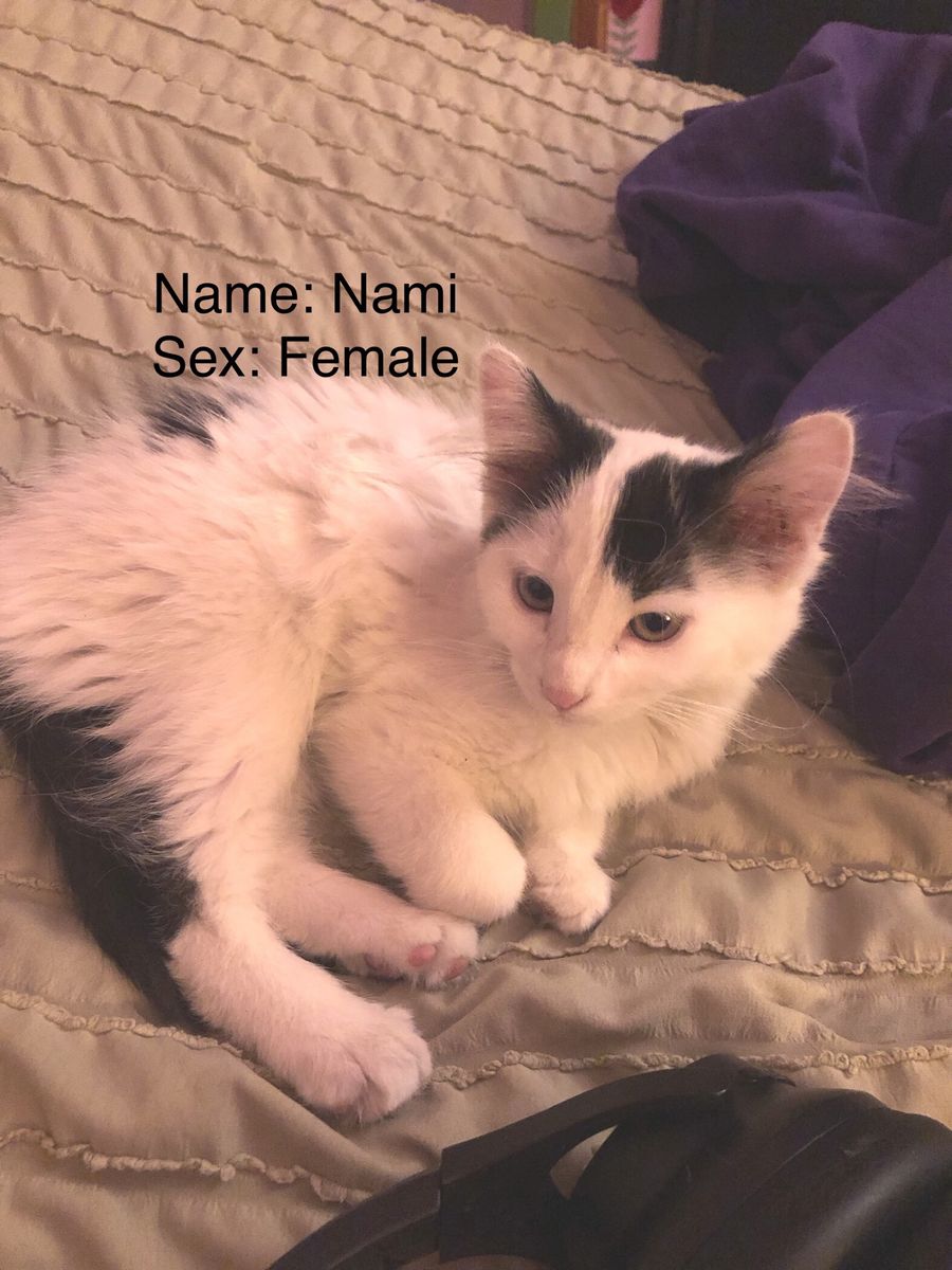 Kittens