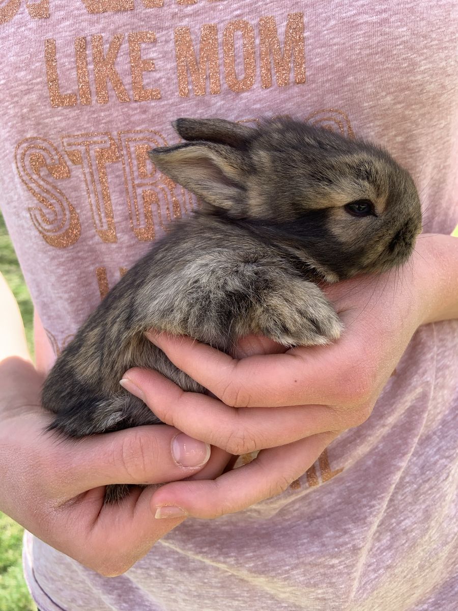 Cutest Baby Bunnies