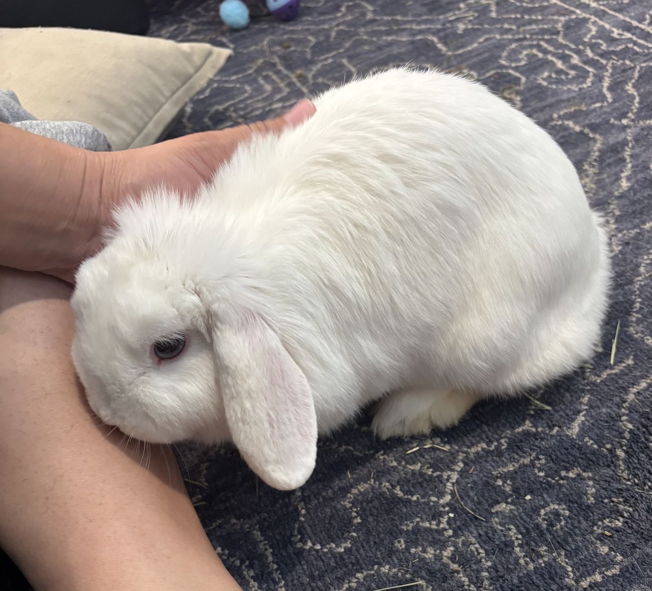 Bonded Pair of Female Holland Lop Bunnies