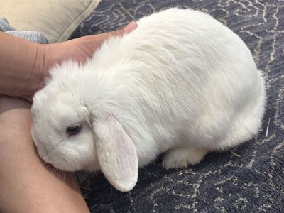 Bonded Pair of Female Holland Lop Bunnies