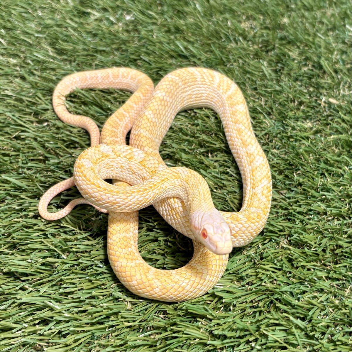 Female Albino Japanese Rat Snake