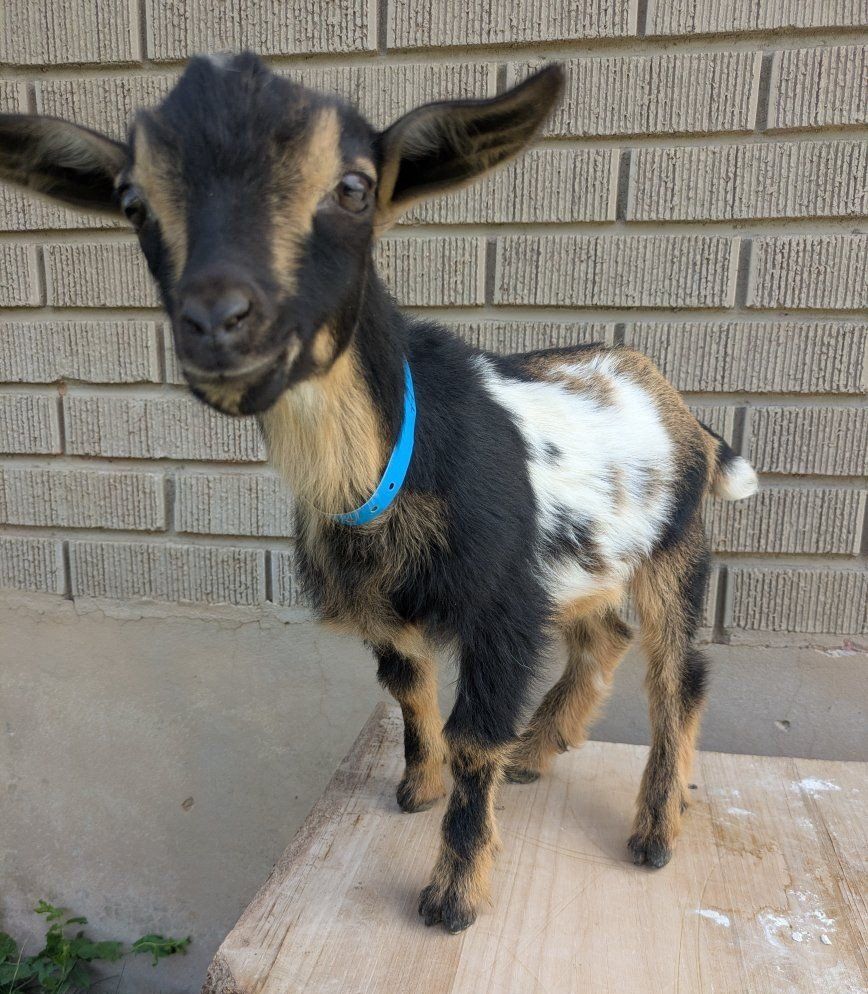 Boy Bottle Baby Goat