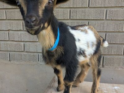Boy Bottle Baby Goat