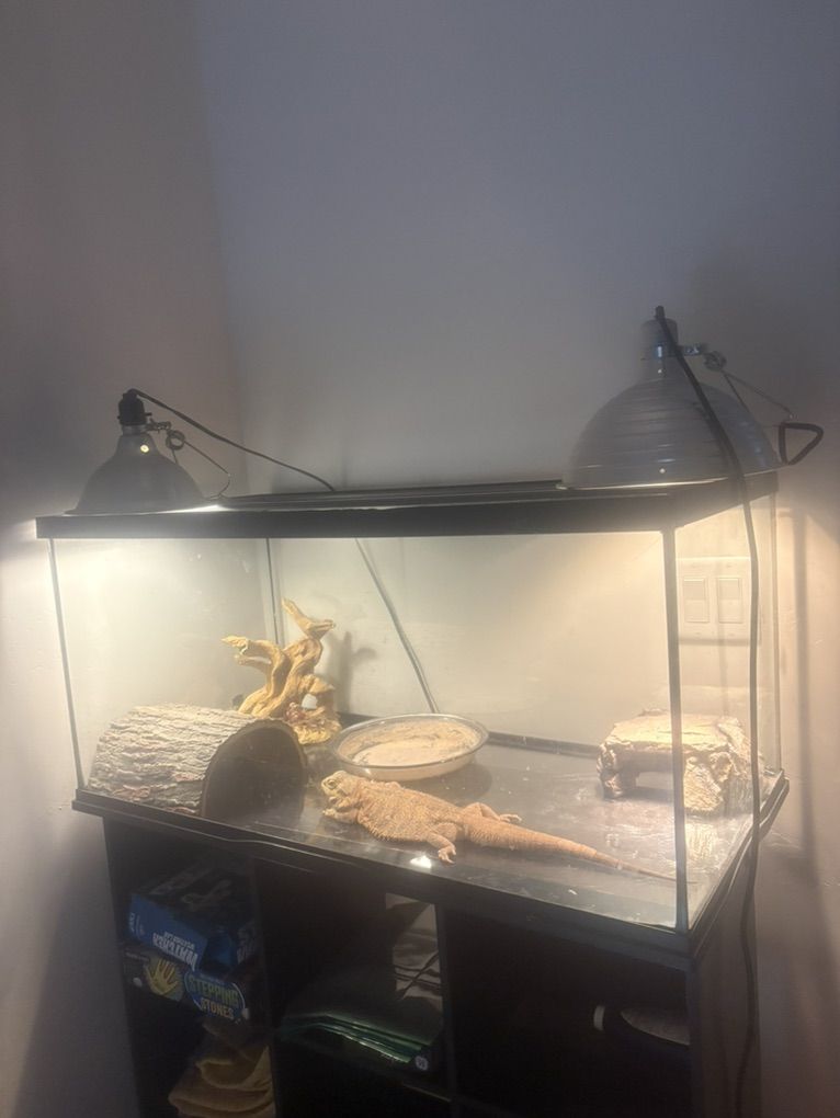 Reptile Tank