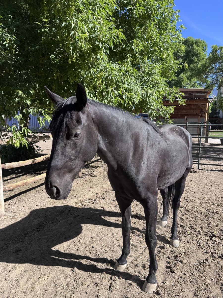 Healthy 5-6 yr old Male Horse