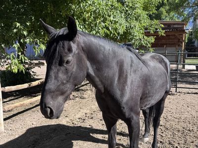Healthy 5-6 yr old Male Horse