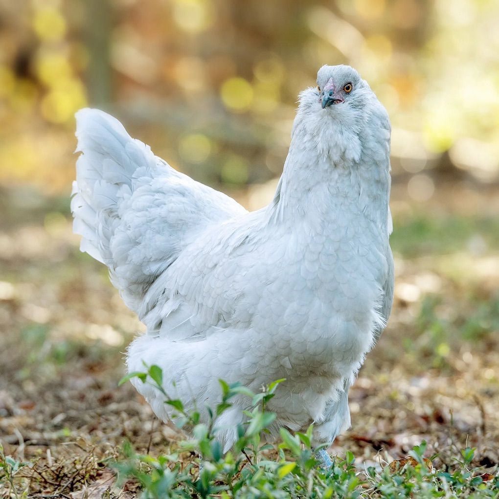 Chicks