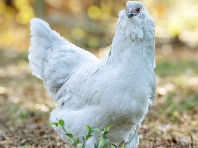 Chicks