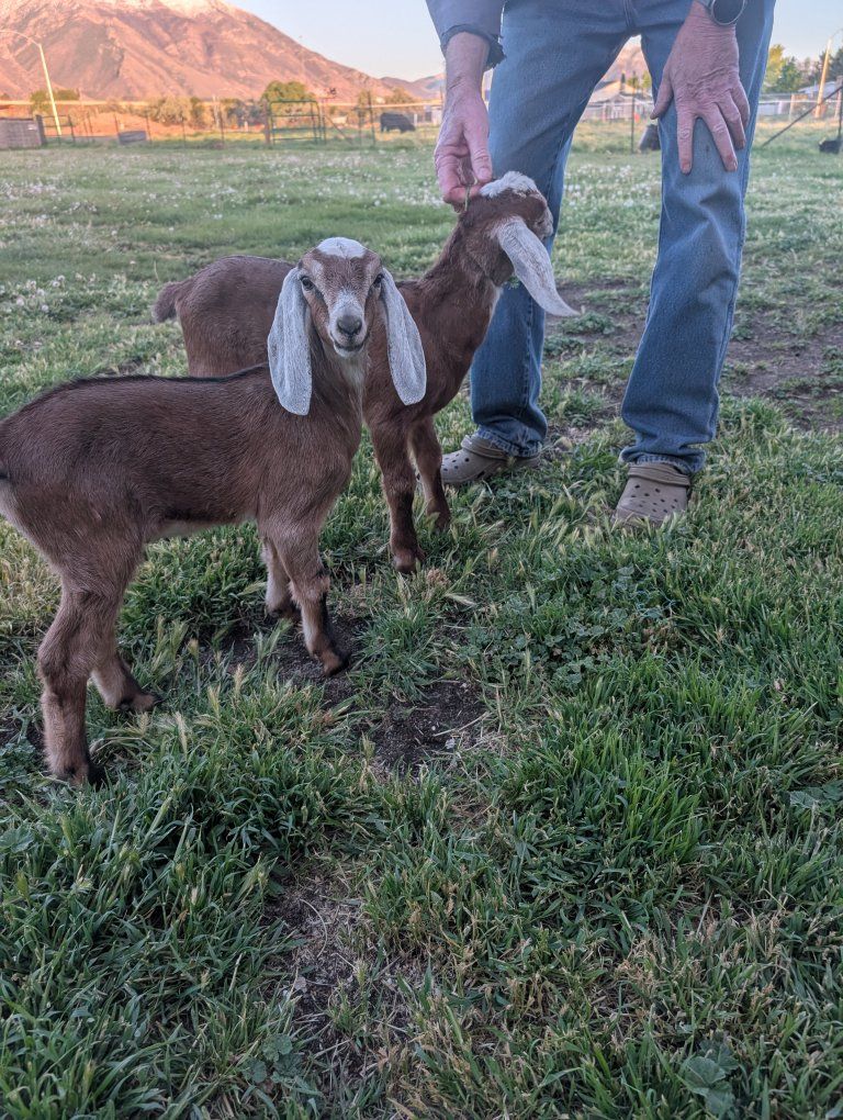 2 Nubian Bucklings for sale