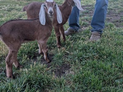 2 Nubian Bucklings for sale