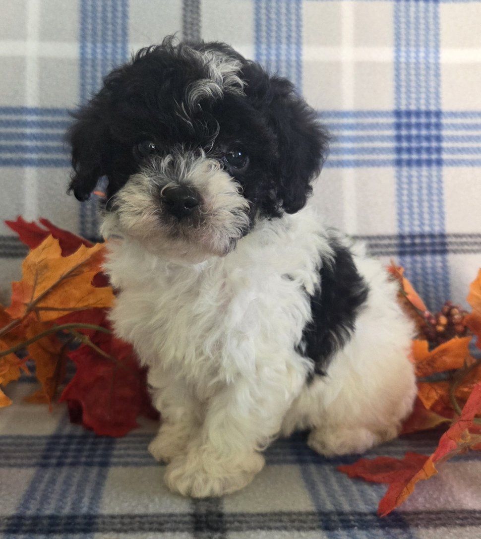 TINY TOY POODLE PUPPIES.         So curly & cute!