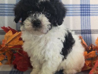 TINY TOY POODLE PUPPIES. So curly & cute!