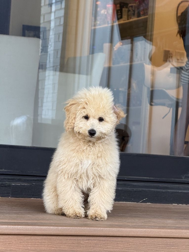 Perfect AKC cream Mini Poodle BoY