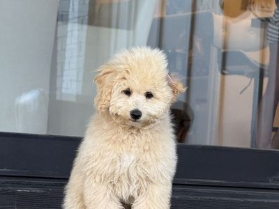 Perfect AKC cream Mini Poodle BoY