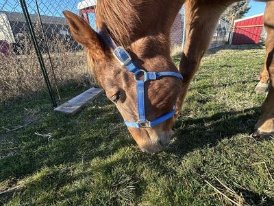 Pet sitter