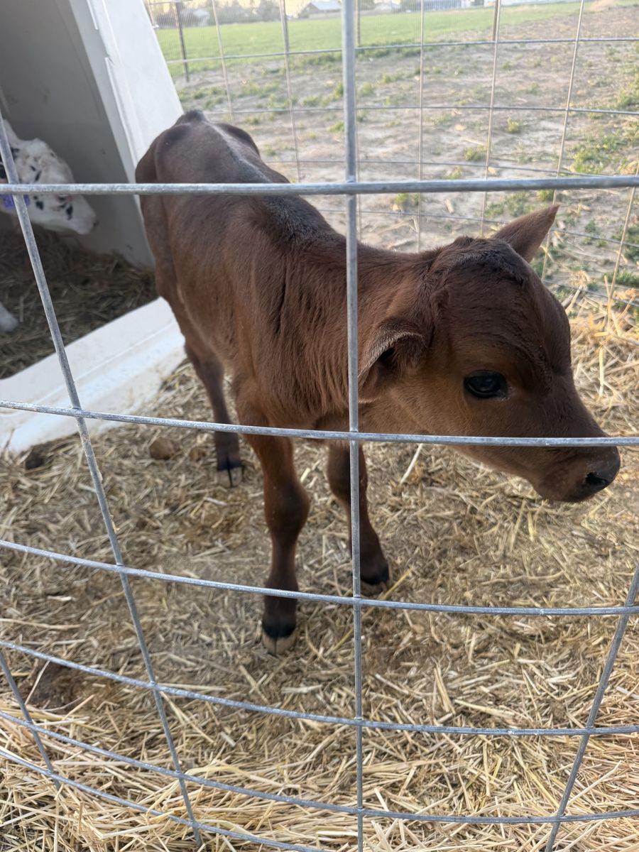 Bottle Calves