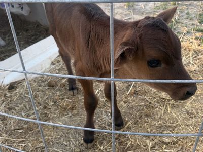 Bottle Calves