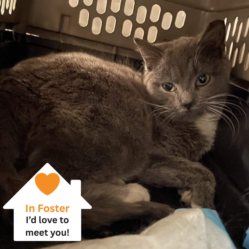 Hello my name is Saffron