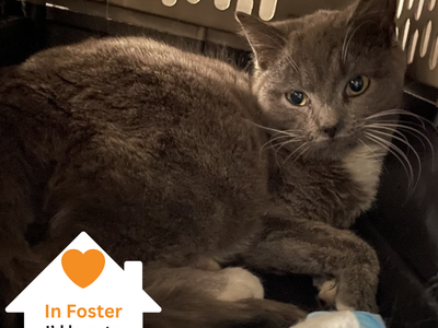 Hello my name is Saffron