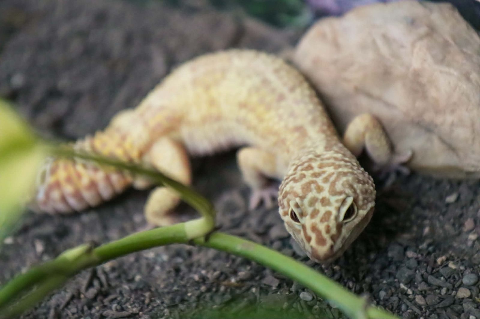 4 Year Old Leopard Gecko