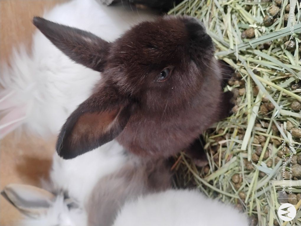 black w/ blue eyes - Shadow Cottontailè