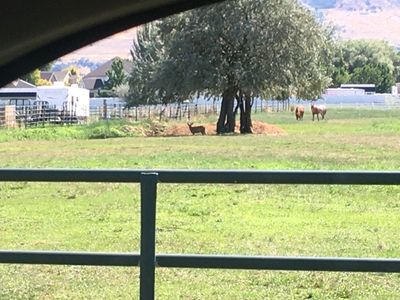 Horse pasture for rent