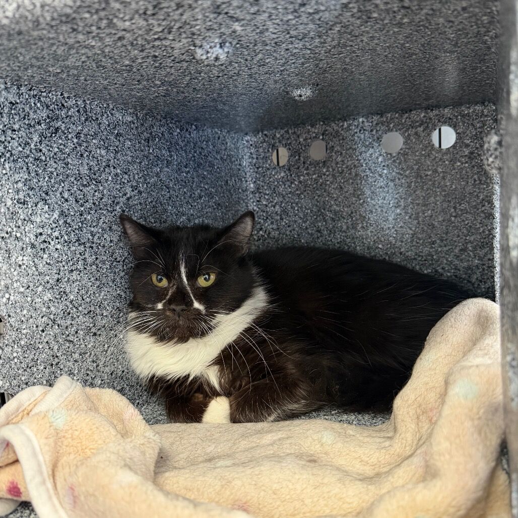 Hello my name is Gardenia