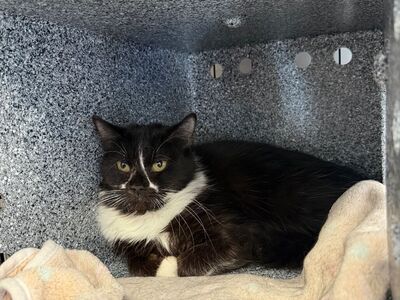 Hello my name is Gardenia