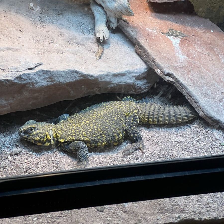 Uromastyx
