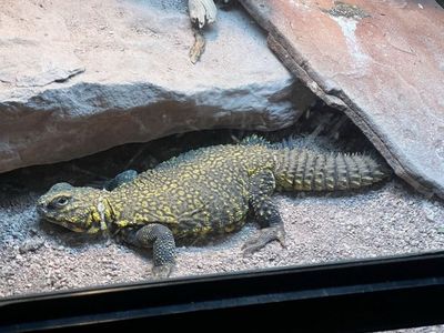 Uromastyx