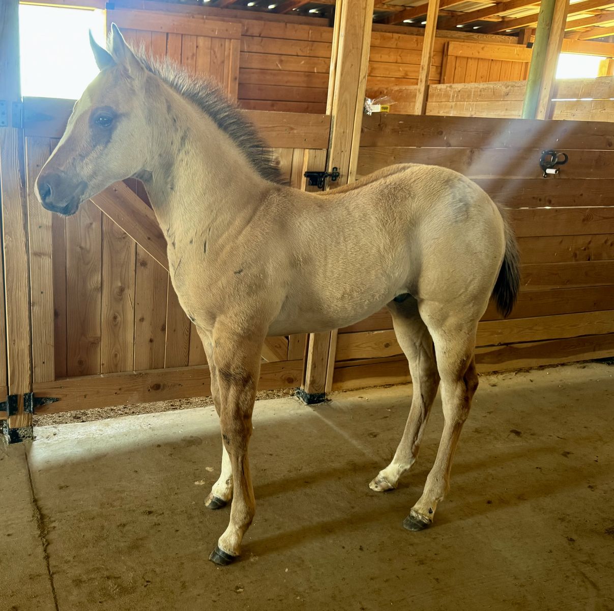Weanling Colt!