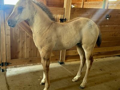 Weanling Colt!